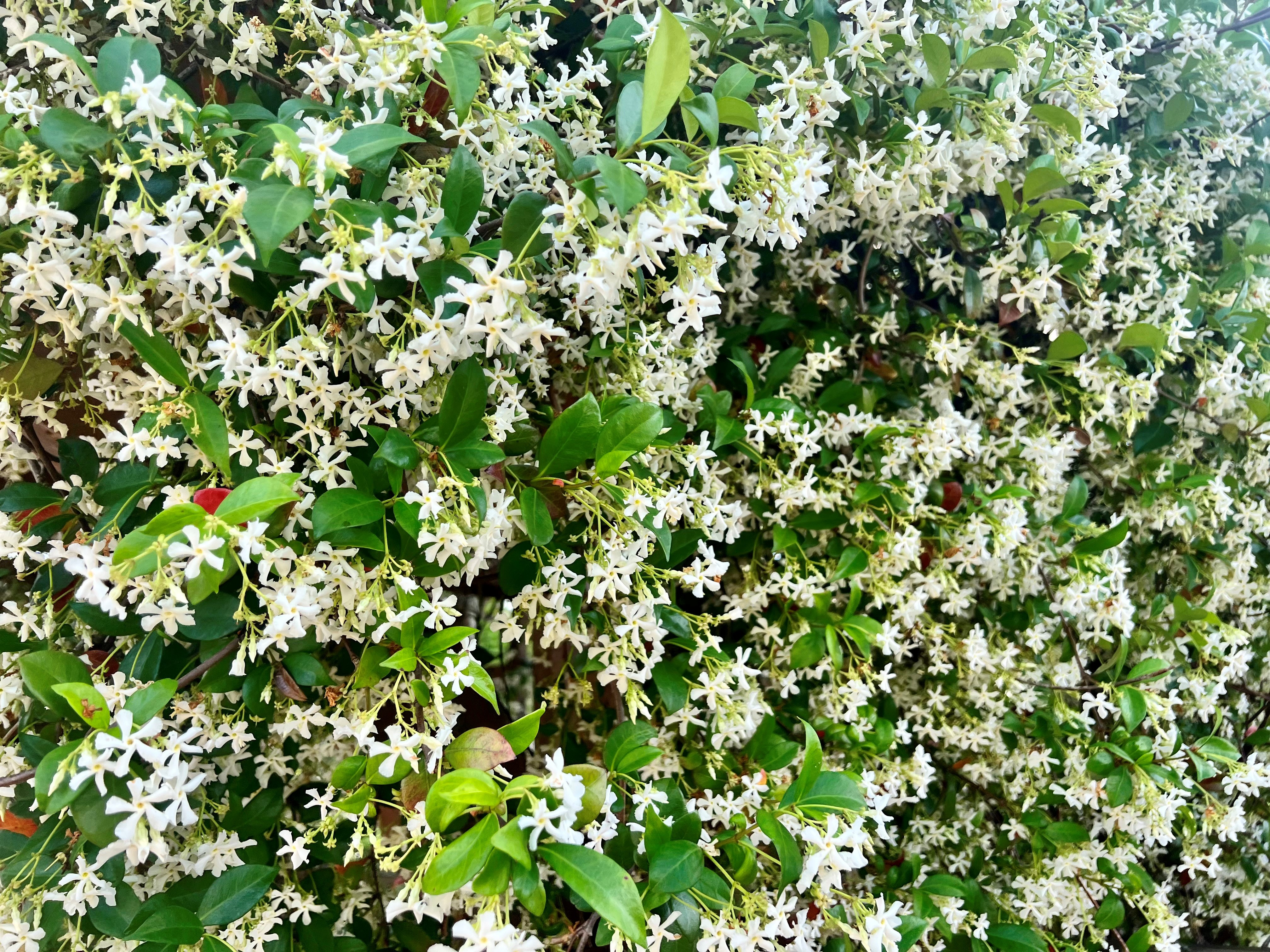 Magnolias, gardenias, star jasmine produce sweet smells of classic southern gardens